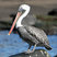 Brown Pelican